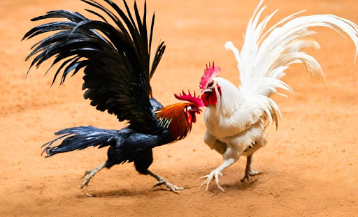 C54 Cockfighting – Bloody Fighting Arena of Fighting Cocks in 2025